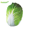 Chinese leaf  vegetable bakchoy pakchoy cabbage seeds